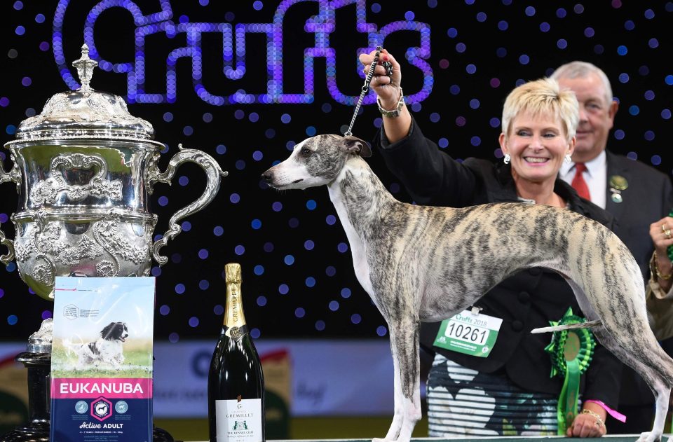 Nizu Shiba Inu Crufts 2018